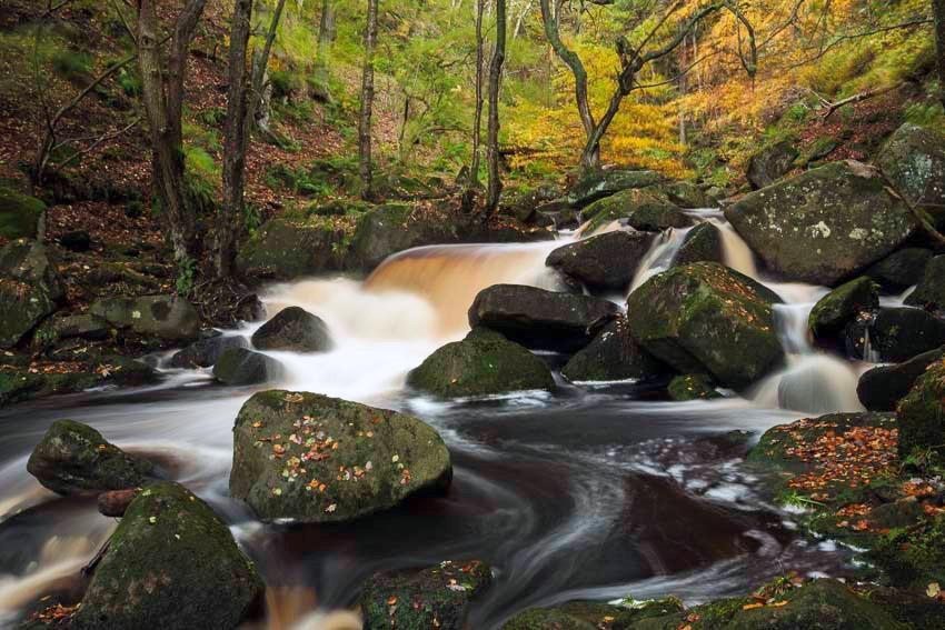 In the Peak District, Burbage brook cascades over gritstone boulders surrounded by the golden autumnal colours of Yarncliff Wood within Padley Gorge